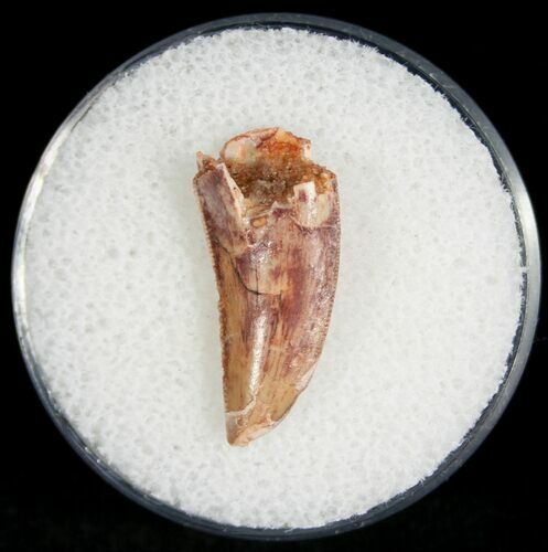 Serrated Raptor Tooth From Morocco - #7434